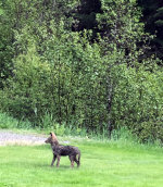 Coyote in Montana