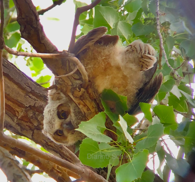 Great Horned Owl