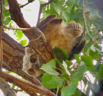 Great Horned Owl