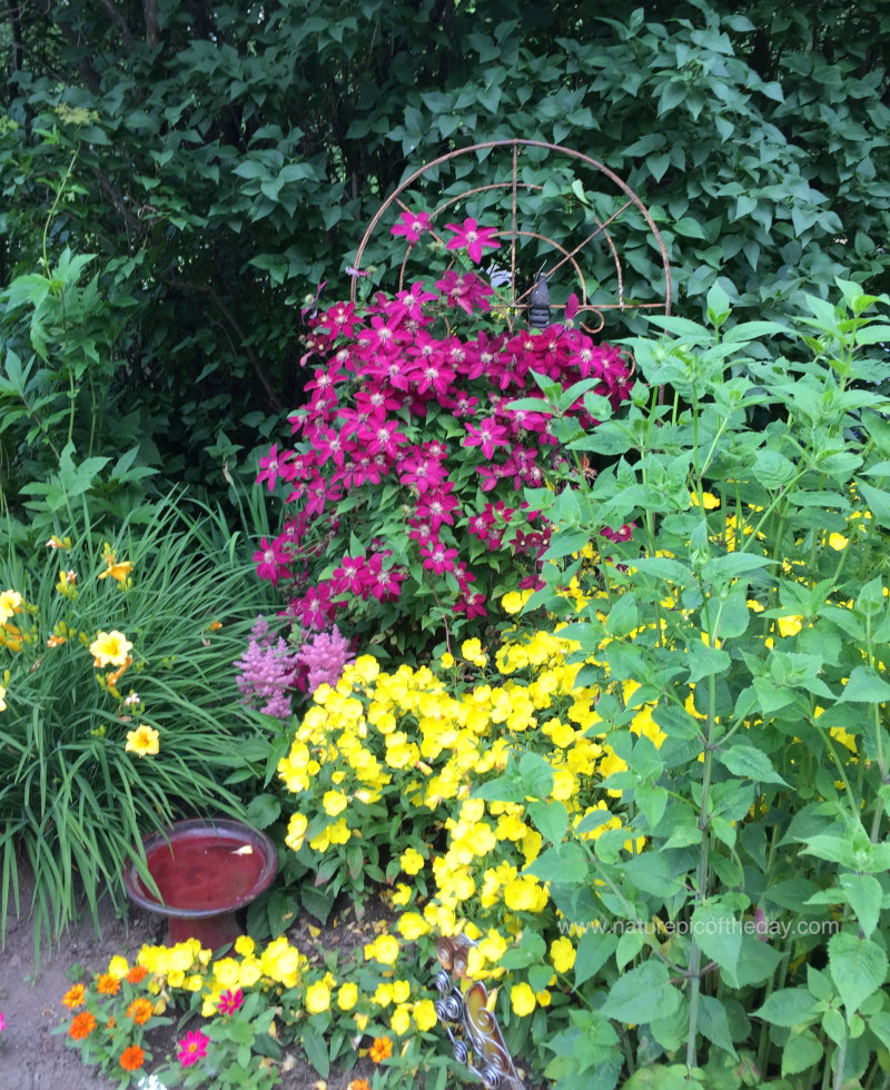 Colorful flowers