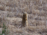 Prairie Dog