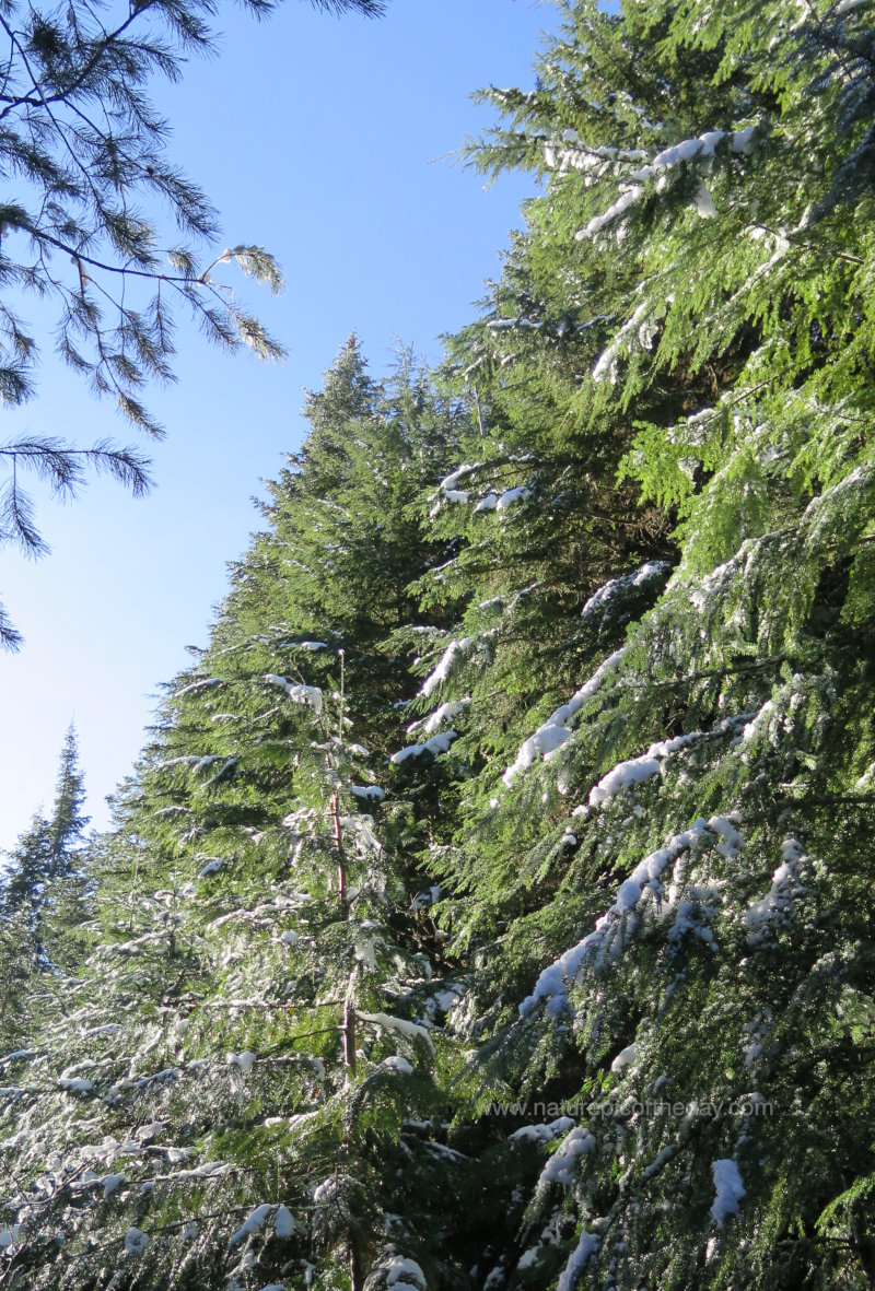 Fir Forest