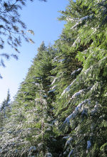 Fir Forest