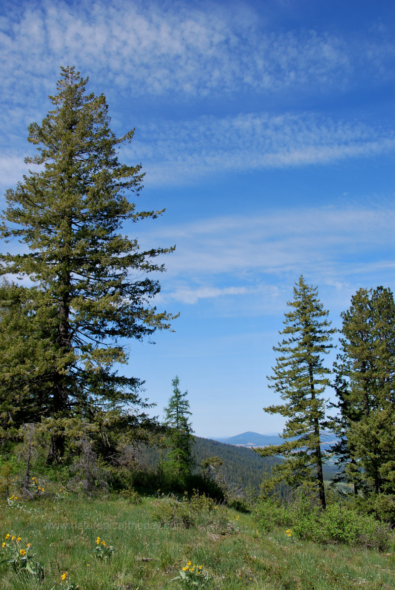 North Idaho forest in the spring.