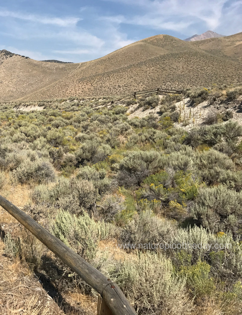 Sage Brush in Idaho