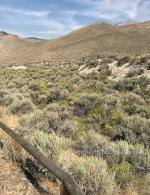 Sage Brush in Idaho