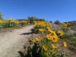 Arrowleaf Balsamroot near Boise, ID