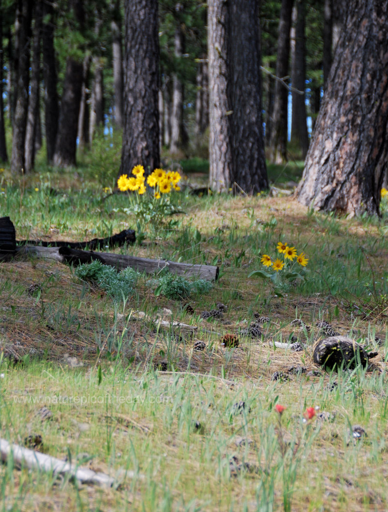 Flowers and Ponderosa Pines