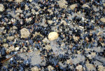 Mussels and a sand dollar on the beach in Washington