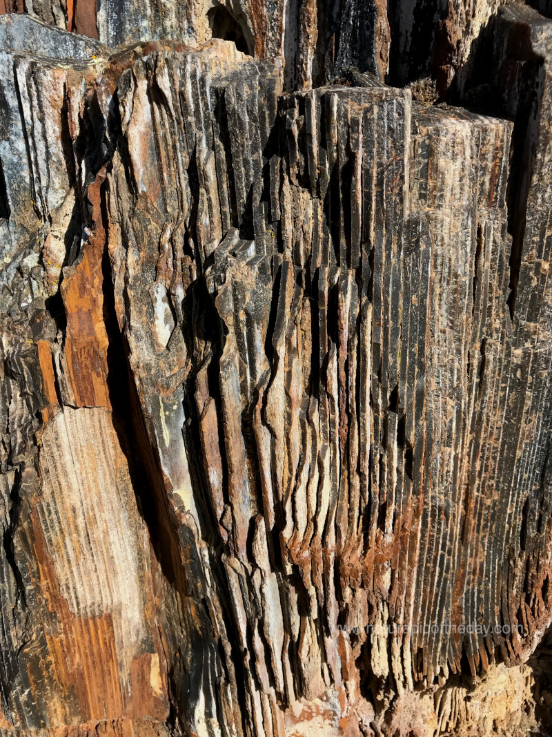 Petrified log, mid-petrification in Washington State