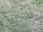 Bull Snake In The Grass