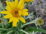 Yellow Flowers