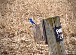 Bluebird in Montana