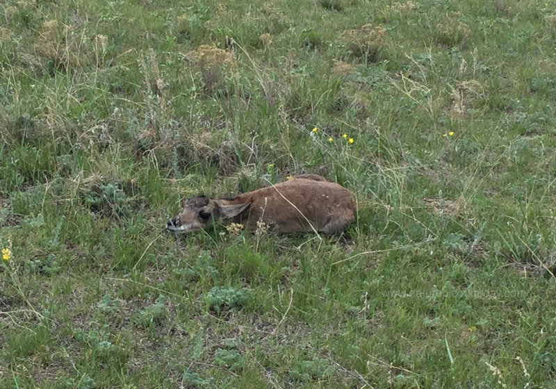 Baby Antelope in Montana