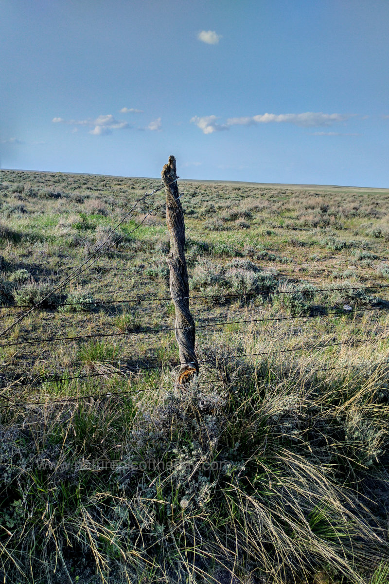 Fencing the Prairie in eastern Montana