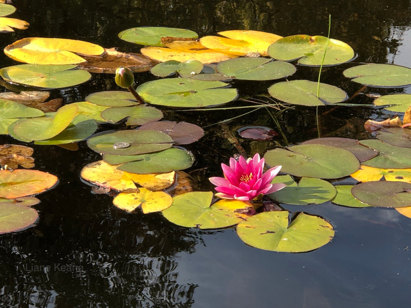 Lily pad blooming in Minnesota