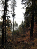 Fog on Lake through the forest