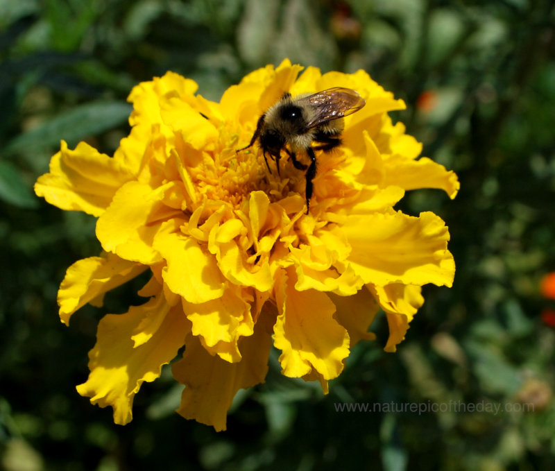 Marigolds