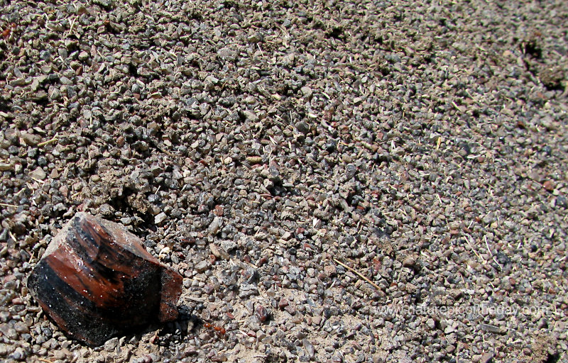 Obsidian and fire ants in Eastern Oregon.