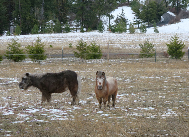 Ponies in Idaho