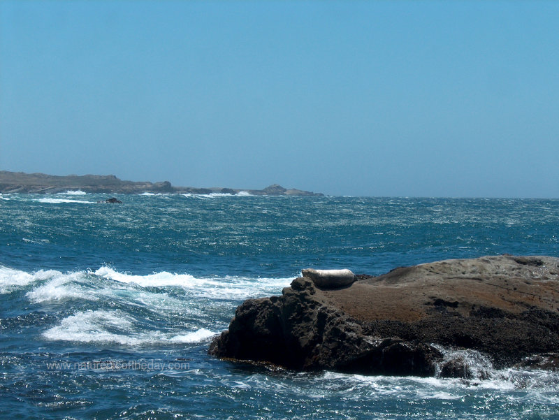 Seal on a rock