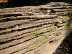 Moss on a decaying log