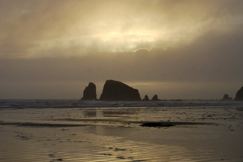 Beach-combing in Washington State