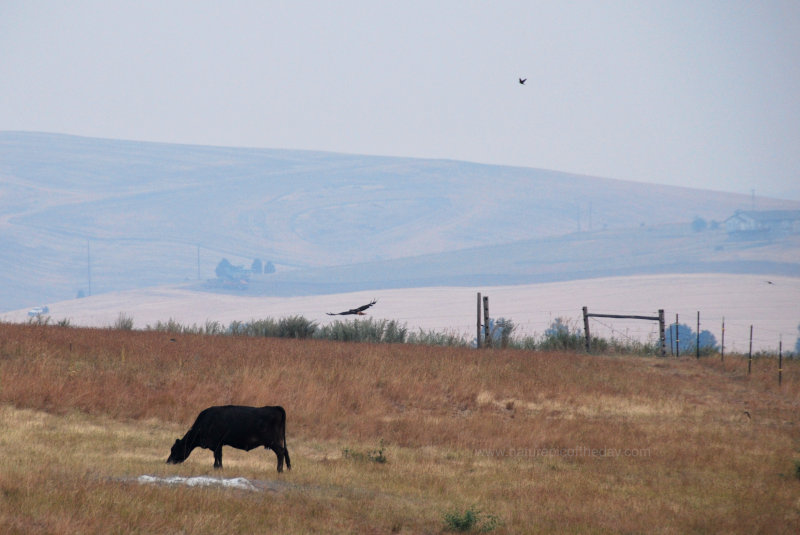 Cow and Hawk