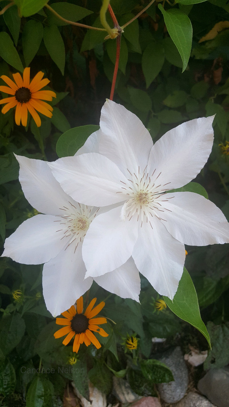 Beautiful garden flowers in Minnesota