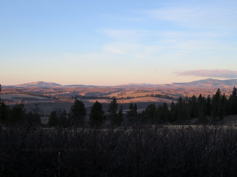 Palouse in the evening