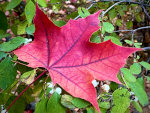 Fallen Maple Leaf