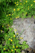 Flowers and Rocks in Idaho