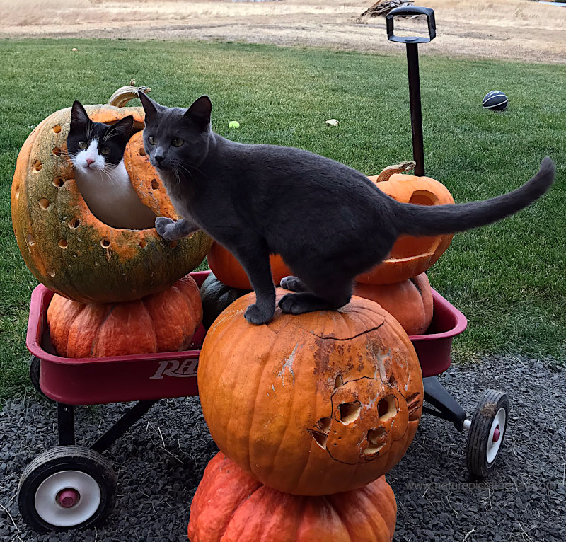 Cats and Pumpkins