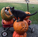 Cats and Pumpkins