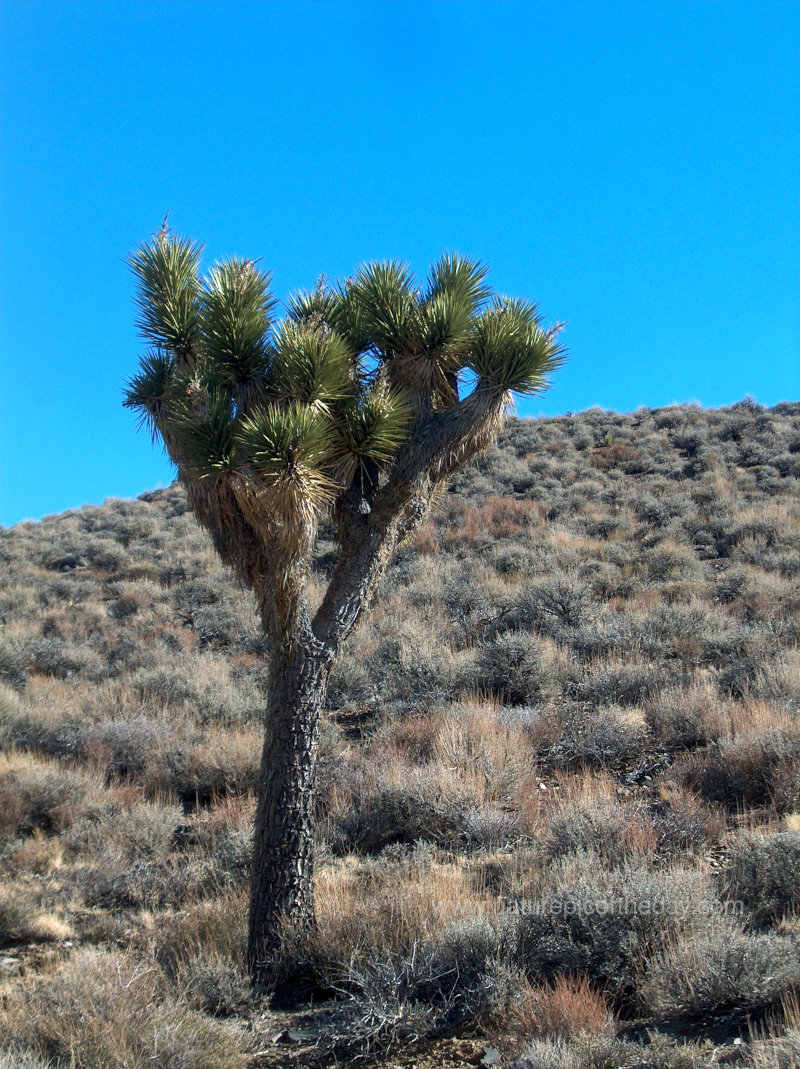 Joshua Tree in Death Valley