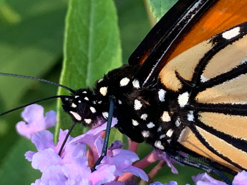 Monarch Butterfly