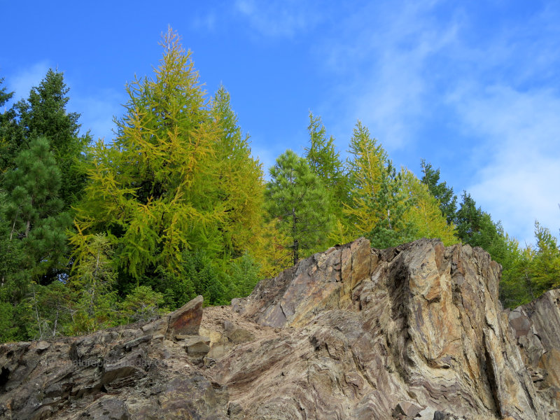 Larch in Idaho