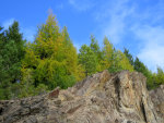 Larch in Idaho