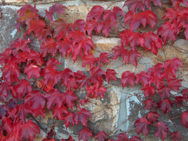 Red leaves