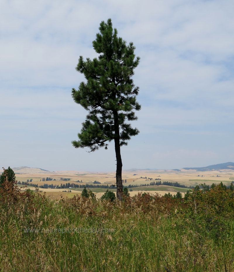 Ponderosa Pine in Idaho
