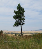 Ponderosa Pine in Idaho