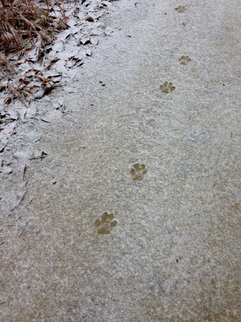 Retractable Claws leaves no claw marks on mountain lion tracks.