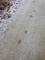 Retractable Claws leaves no claw marks on mountain lion tracks.