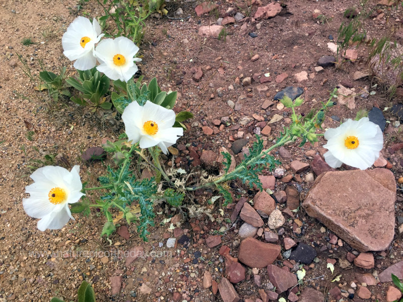 Flowers in Colorado