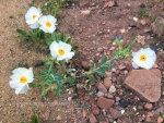 Flowers in Colorado
