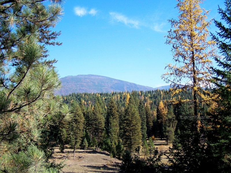 Larch in Montana