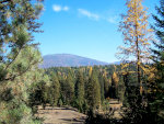 Larch in Montana