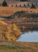 Heron