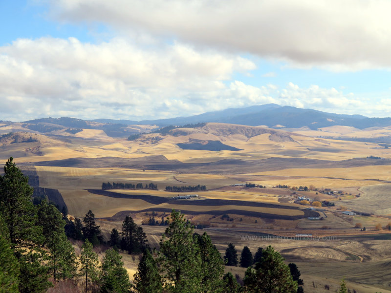 Palouse Farmland