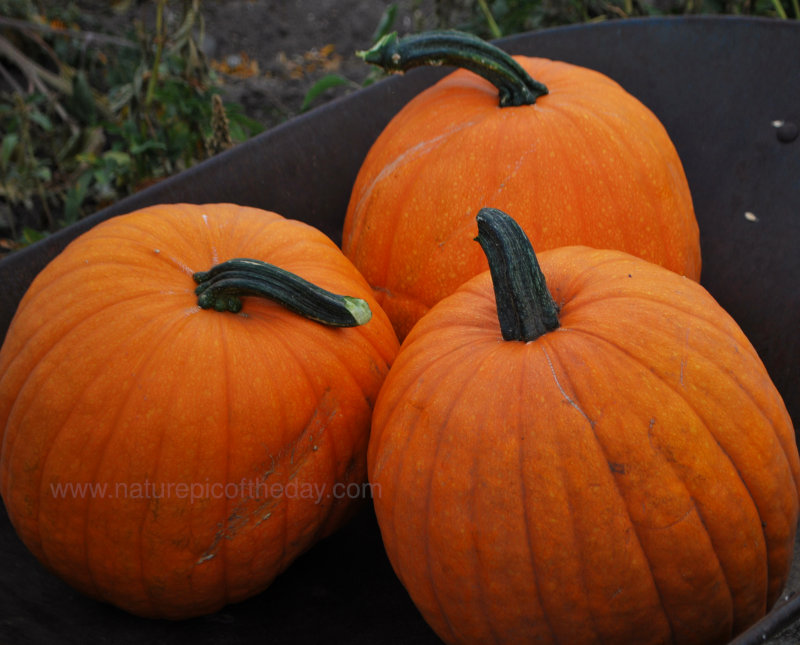 Pumpkins in Idaho